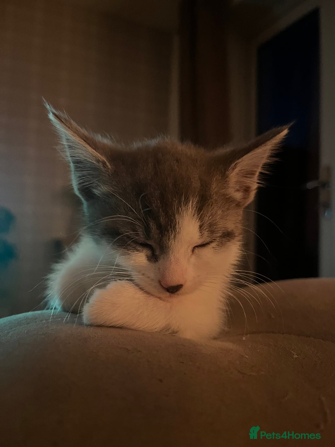 Domestic Shorthair cats for sale: Beautiful litter of kittens for sale - Image 13