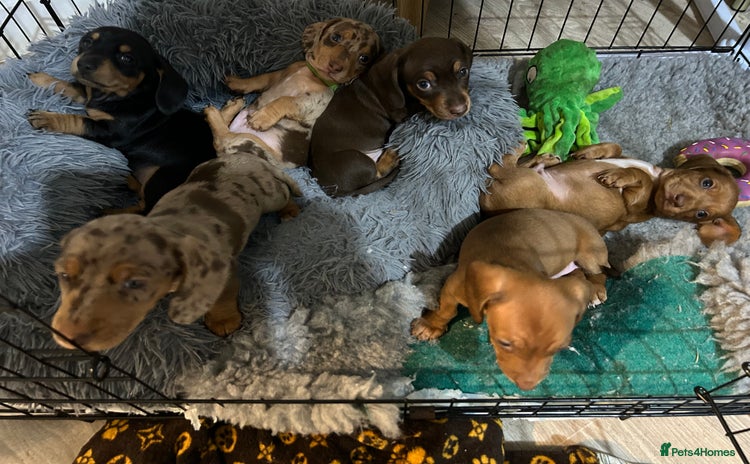 Miniature Dachshund dogs - Advert 2