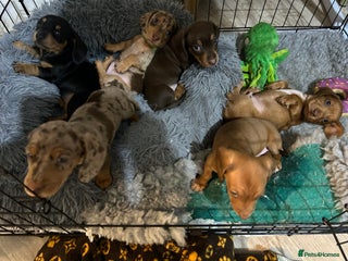 Miniature Dachshund dogs - Advert 27