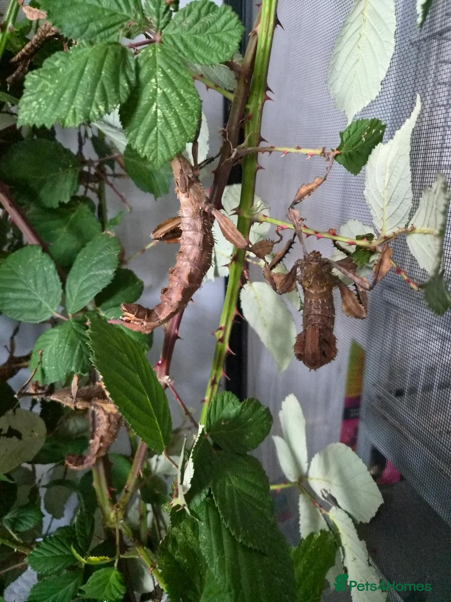 Stick Insects invertebrates Giant stick insect eggs  - Advert 1