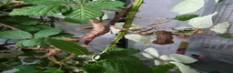 Stick Insects invertebrates for sale: Giant stick insect eggs  in Nottingham - Advert 1