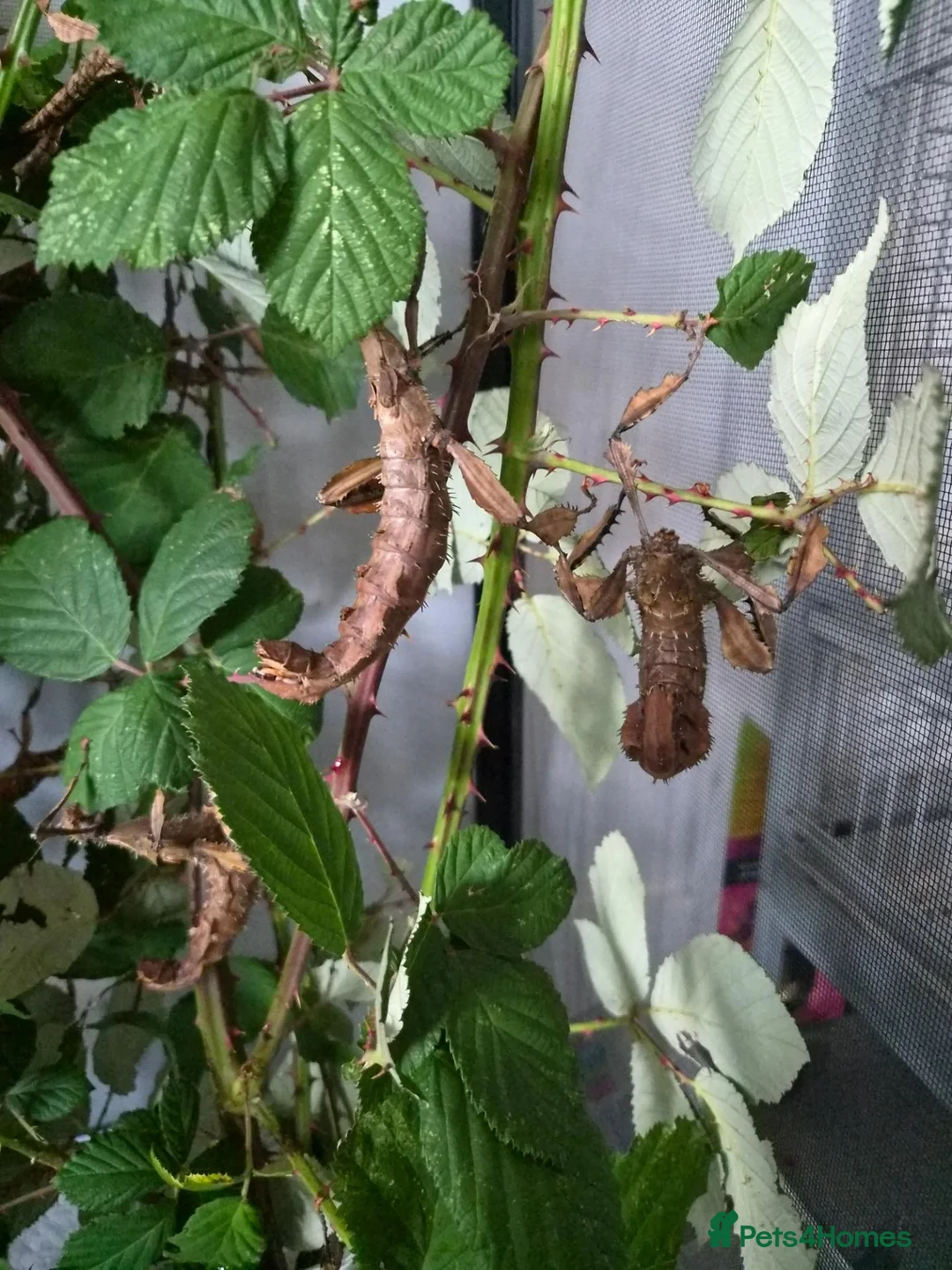 Stick Insects invertebrates for sale: Giant stick insect eggs  in Nottingham - Advert 1