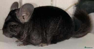 Chinchilla rodents - Advert 9