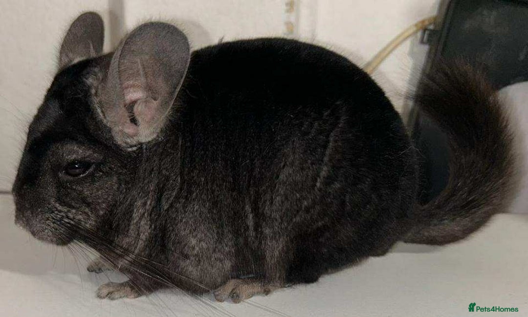 Chinchilla rodents for sale: X2 Stunning Dark Ebony Chinchillas £200 each - Image 3