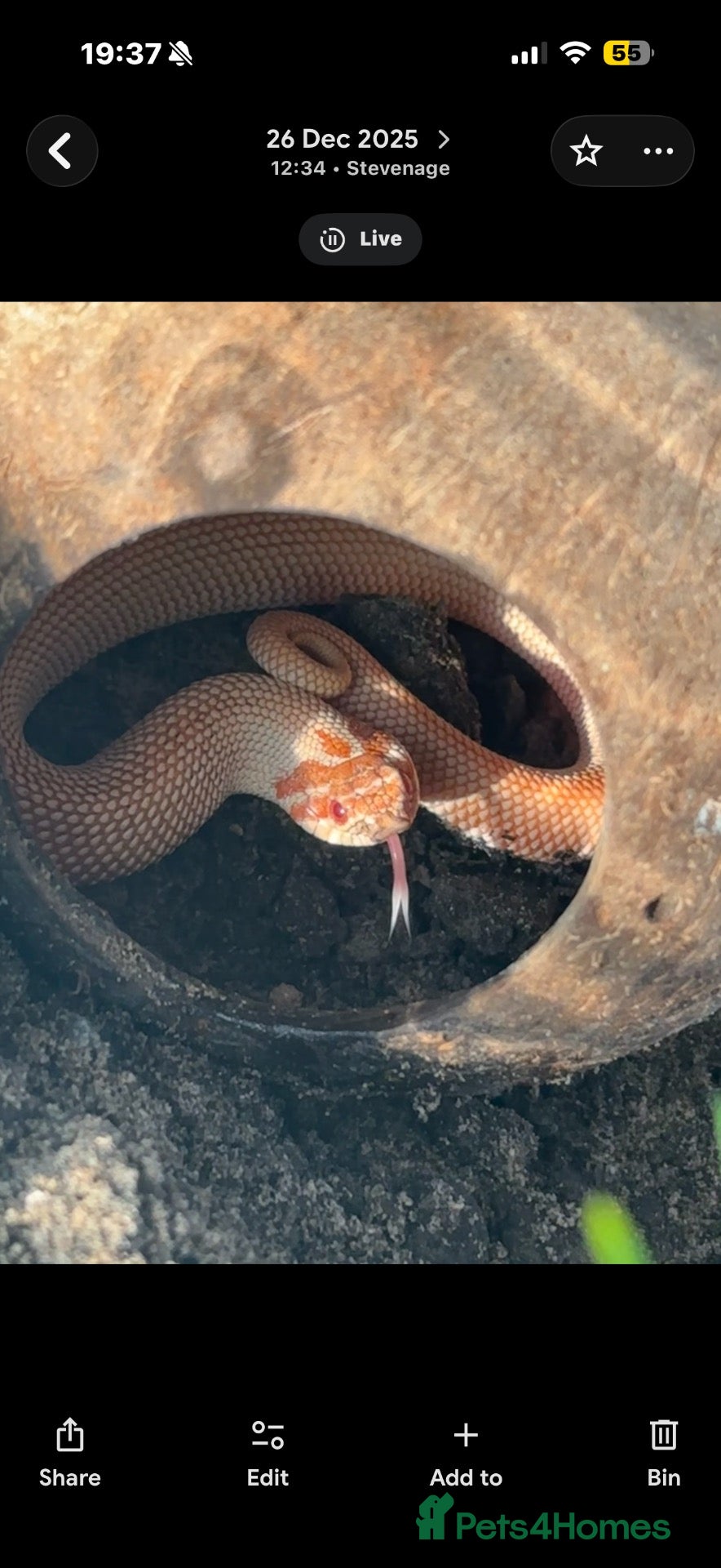 Python Snake reptiles for sale: purple line, extreme red, albino, hognose snake - Advert 1