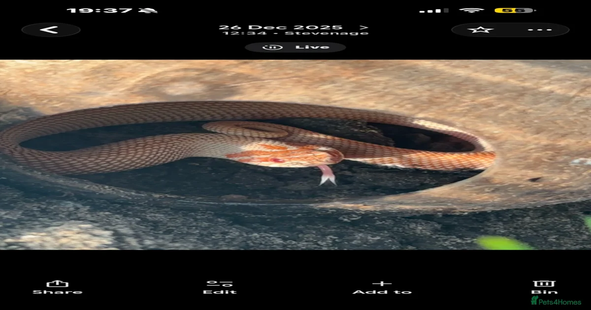 purple line, extreme red, albino, hognose snake for sale in Stevenage ...