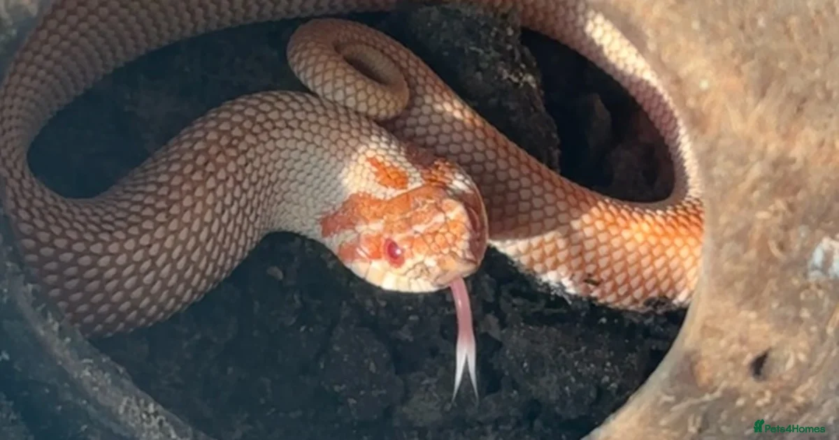 Redder Snake purple line, extreme red, albino, hognose snake for sale in Stevenage ...