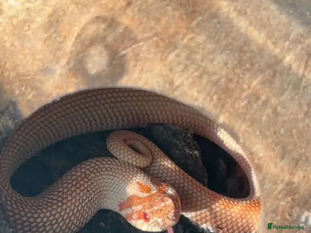 Python Snake reptiles for sale: purple line, extreme red, albino, hognose snake - Advert 1