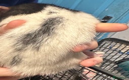 Rat rodents for sale: 2 male rats  - Advert 8