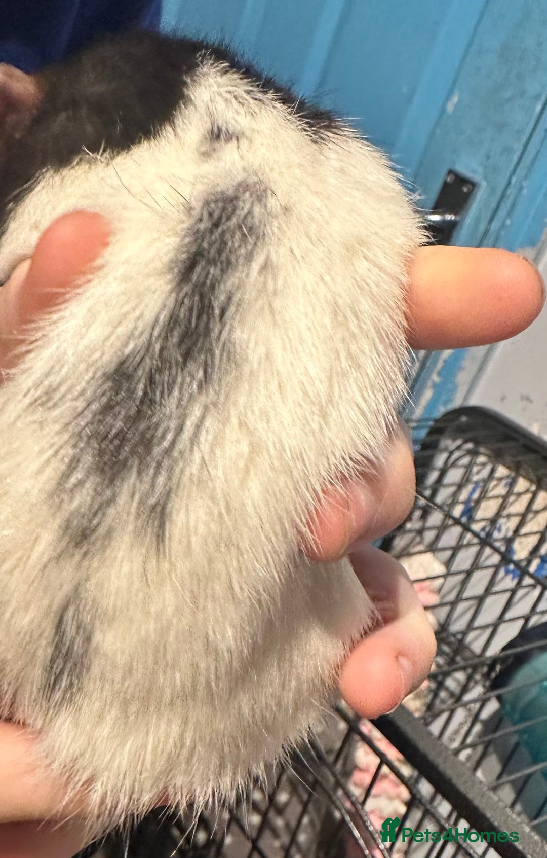 Rat rodents for sale: 2 male rats  - Advert 8