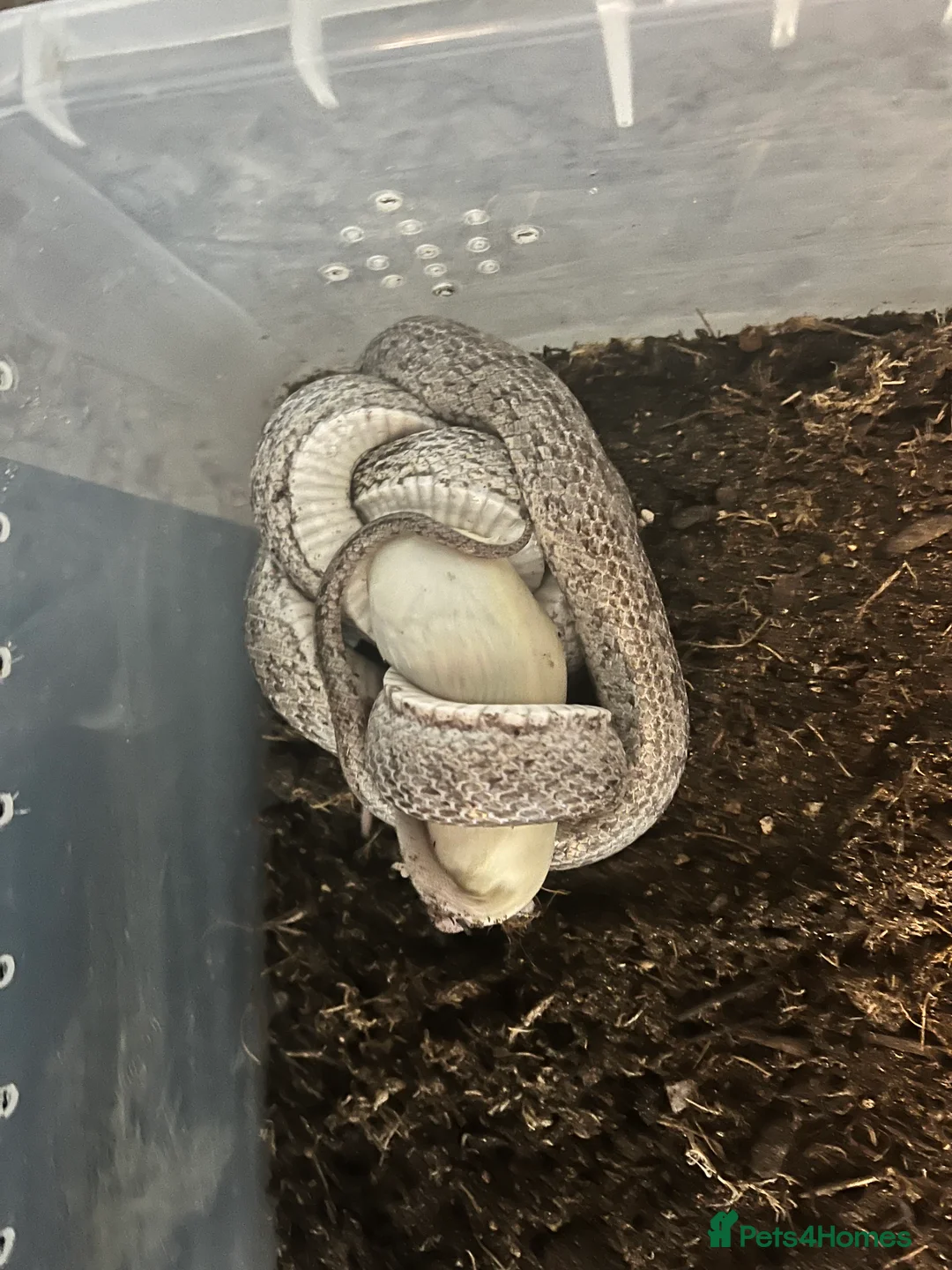 Corn Snake reptiles for sale: Rare morph corn snake - Advert 2