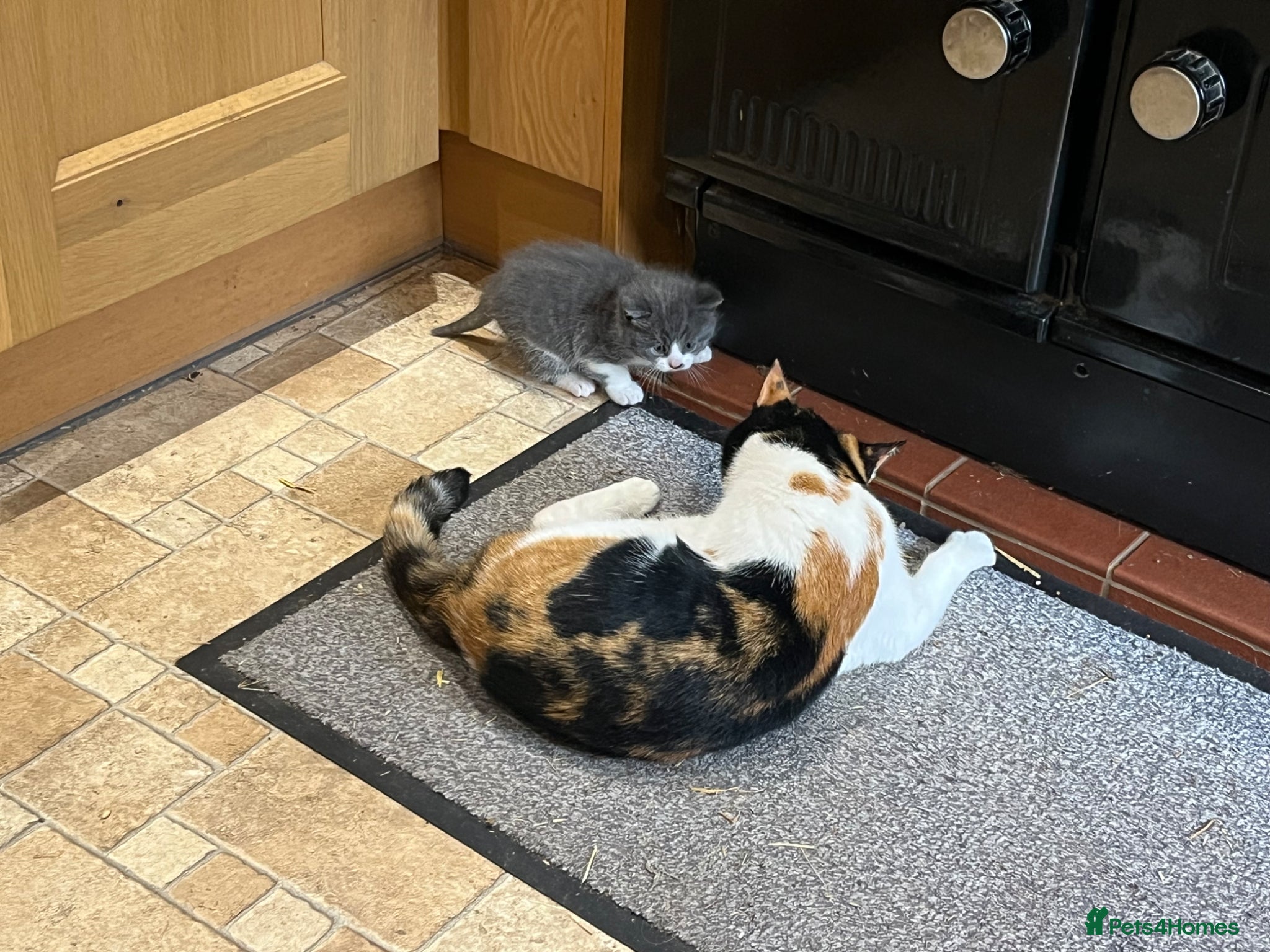 Mixed Breed cats Grey kitten - Advert 8