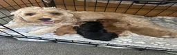 Cockapoo dogs for sale: 4 F2 cockapoo puppies - Advert 22