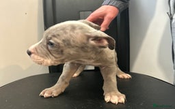 Mixed Breed dogs for sale: Mastiff x Shar pei puppies  - Image 20