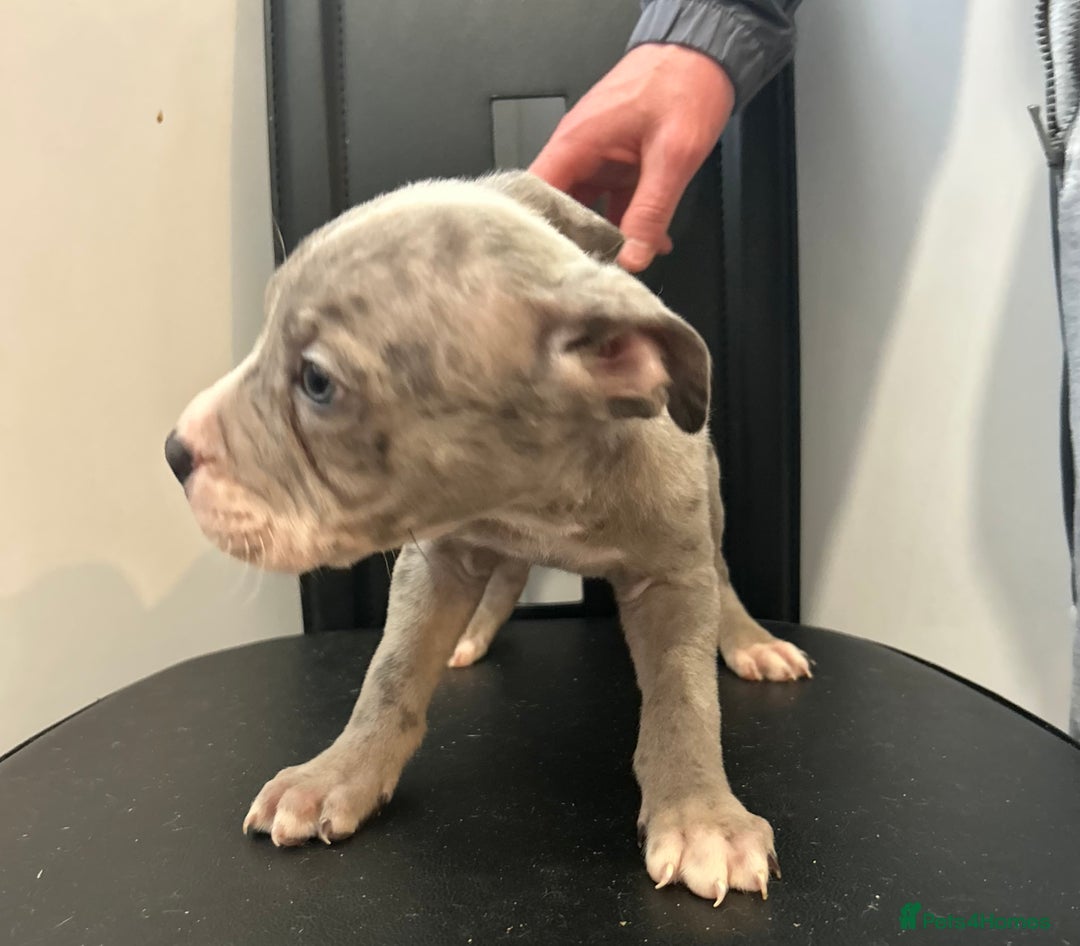 Mixed Breed dogs for sale: Mastiff x Shar pei puppies  - Image 20