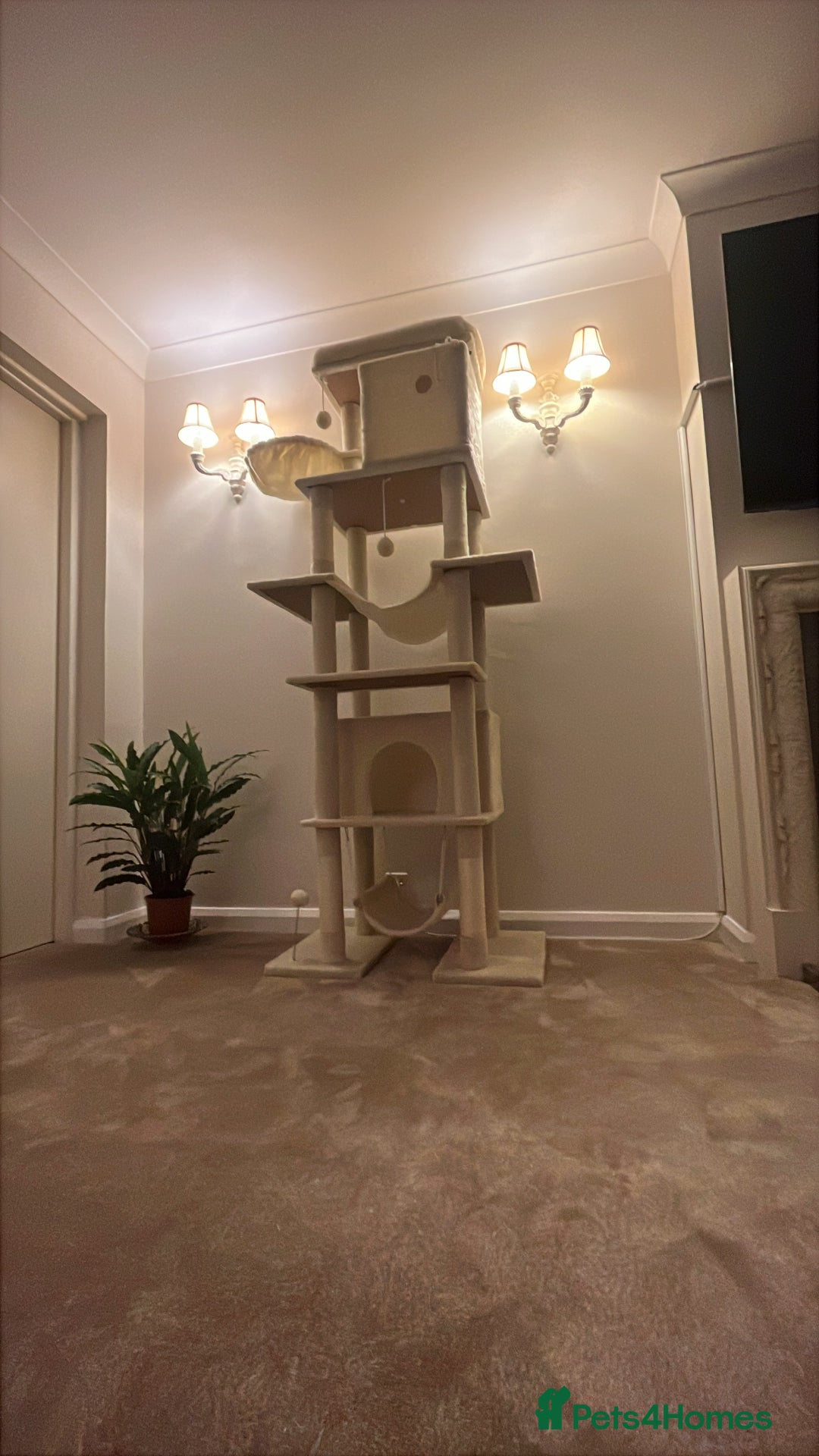 Ragdoll cats for sale: GCCF Pedigree Ragdoll Kitten - Advert 10