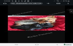 Yorkshire Terrier dogs for sale: Yorkshire Terrier pups - Image 2
