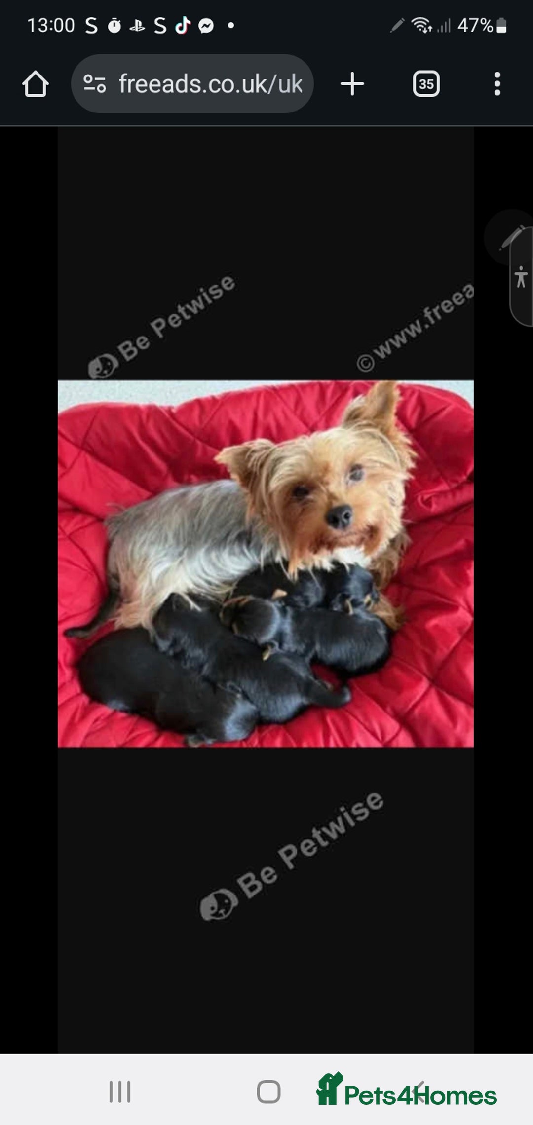 Yorkshire Terrier dogs for sale: Yorkshire Terrier pups - Image 2