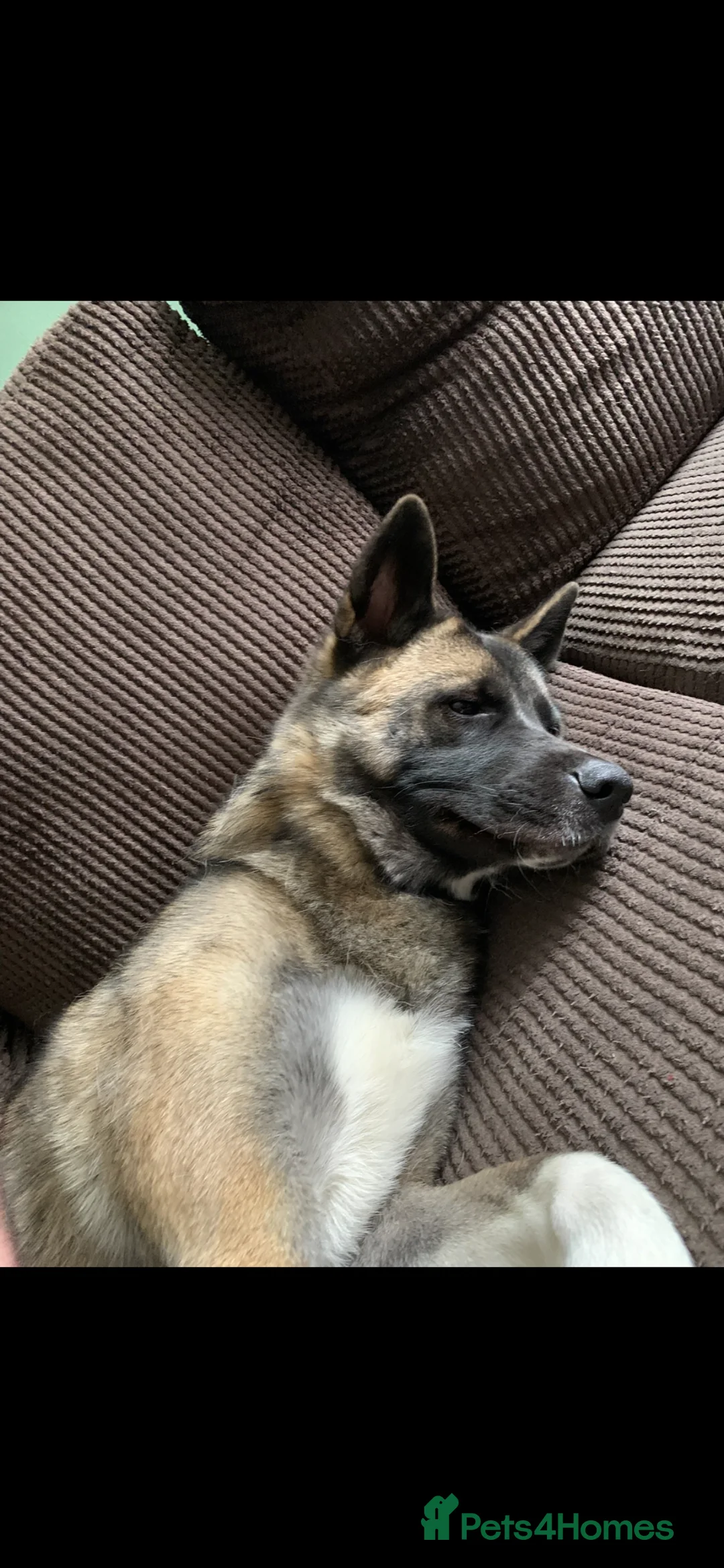 Akita dogs for sale: Beautiful 1 year old American Akita  - Advert 5
