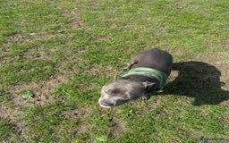 Staffordshire Bull Terrier dogs for sale: Blue female staff for sale  - Image 23
