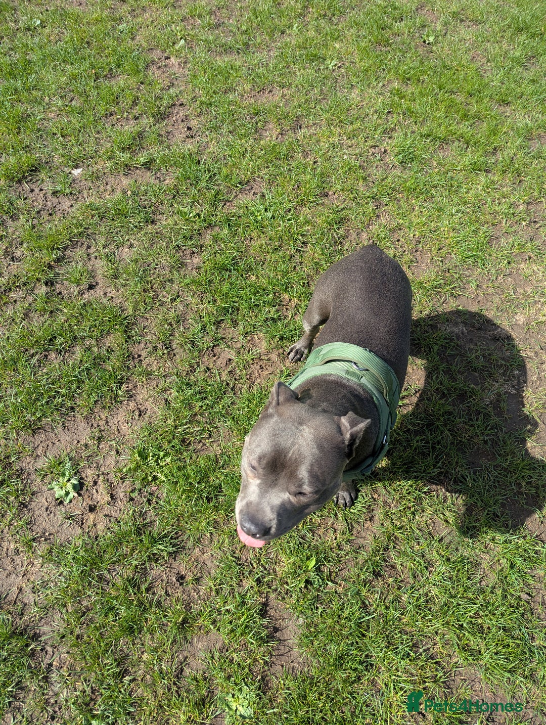 Staffordshire Bull Terrier dogs for sale: Blue female staff for sale  - Image 23