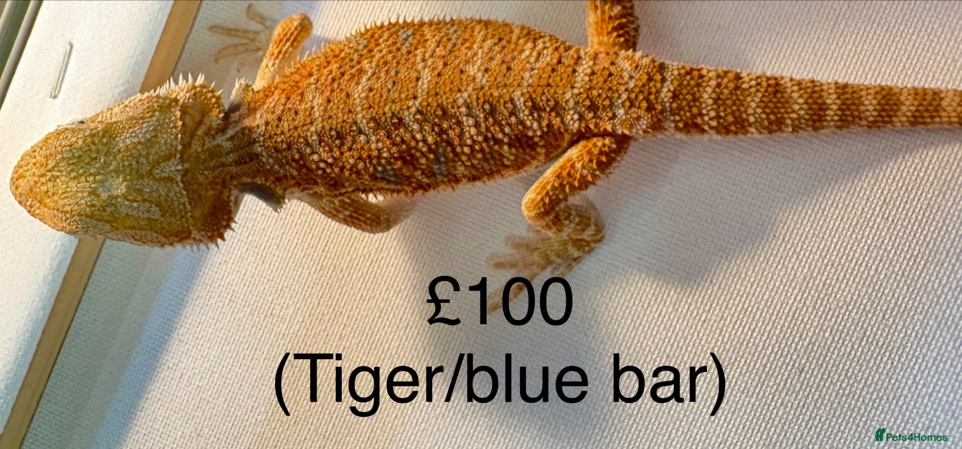 Bearded Dragon reptiles Stunning baby bearded dragons  - Advert 2