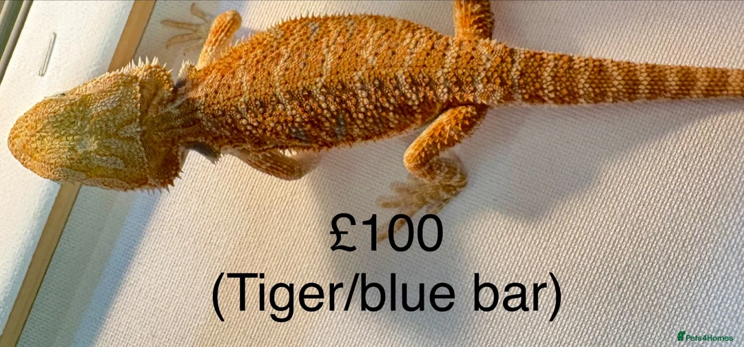 Bearded Dragon reptiles for sale: Stunning baby bearded dragons £100 ONO  - Advert 2