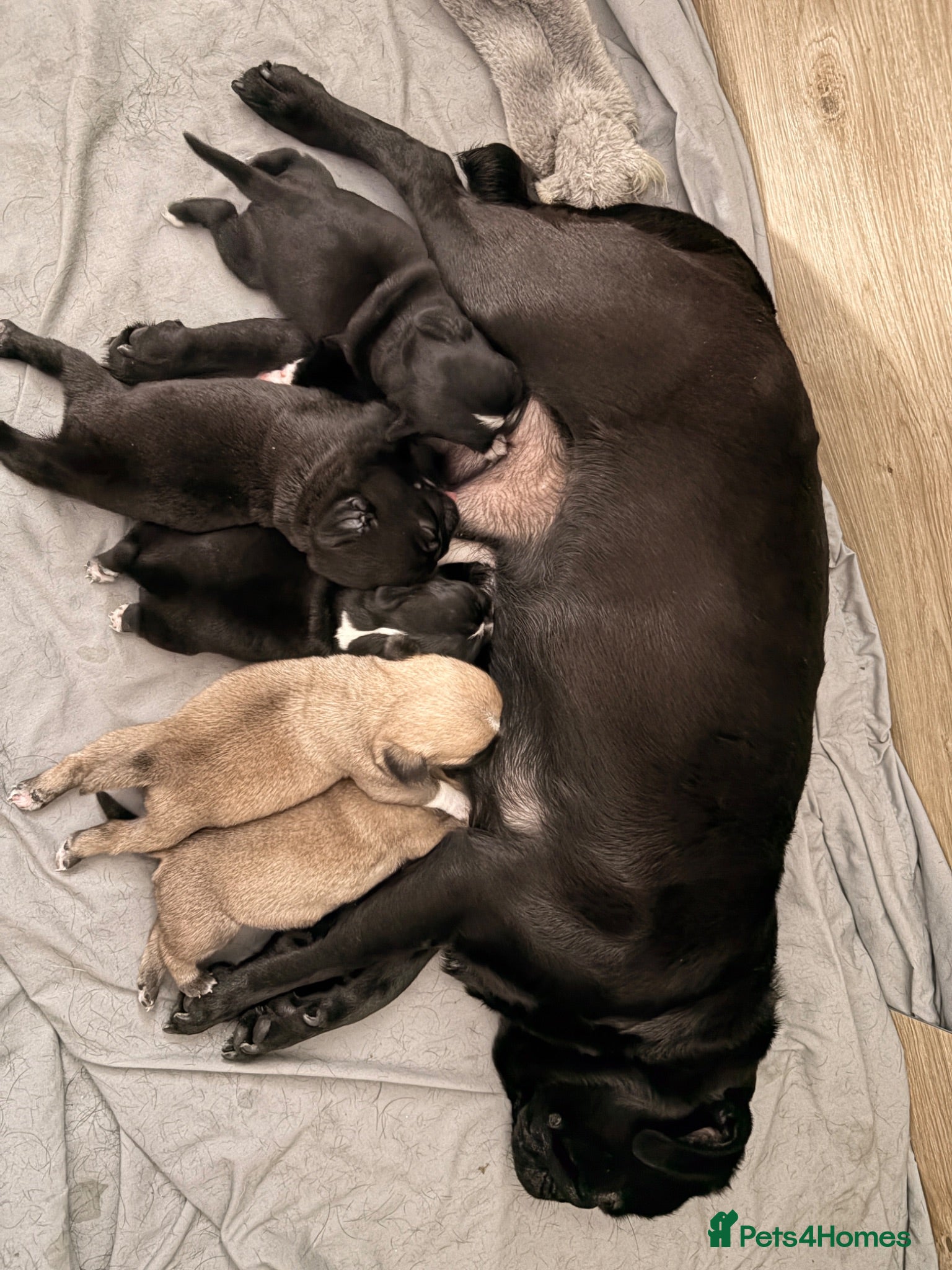 Pug dogs Beautiful pug puppies - Advert 14