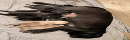 Pug dogs for sale: Beautiful pug puppies - Advert 1