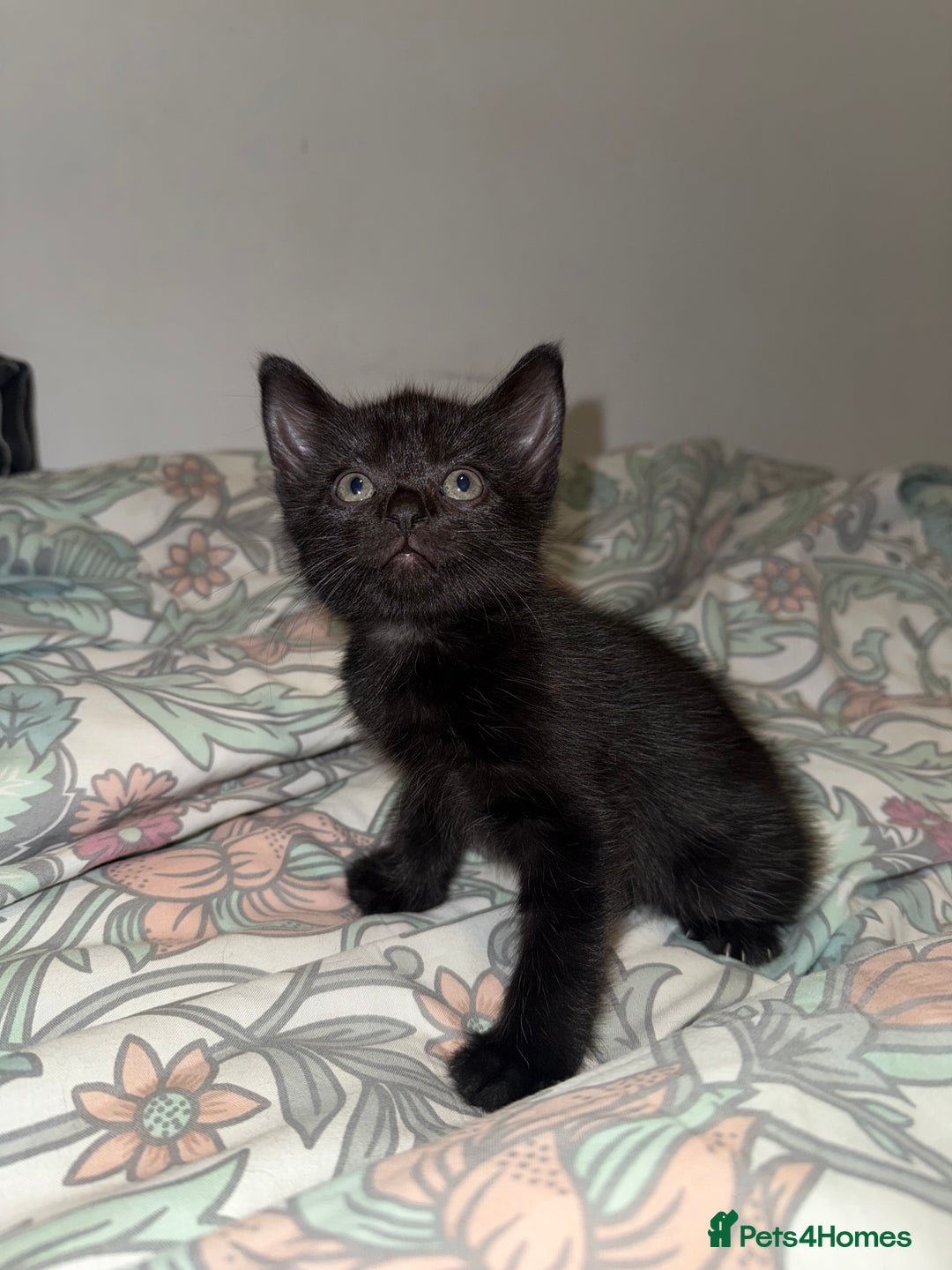 Domestic Shorthair cats for sale: Looking for my lovely forever home - Image 3