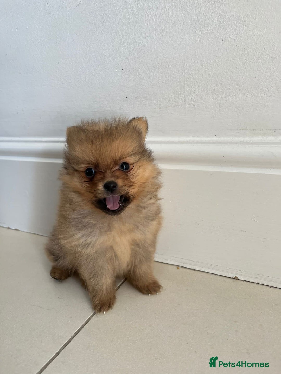 Pomeranian dogs for sale: Miniature Pomeranian  - Image 7