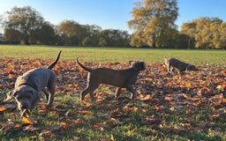 Labrador Retriever dogs for sale: Remaining 3 puppies (13 wks) - Image 6