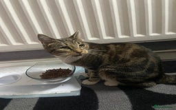 Domestic Shorthair cats for sale: 1 year old female - Image 3