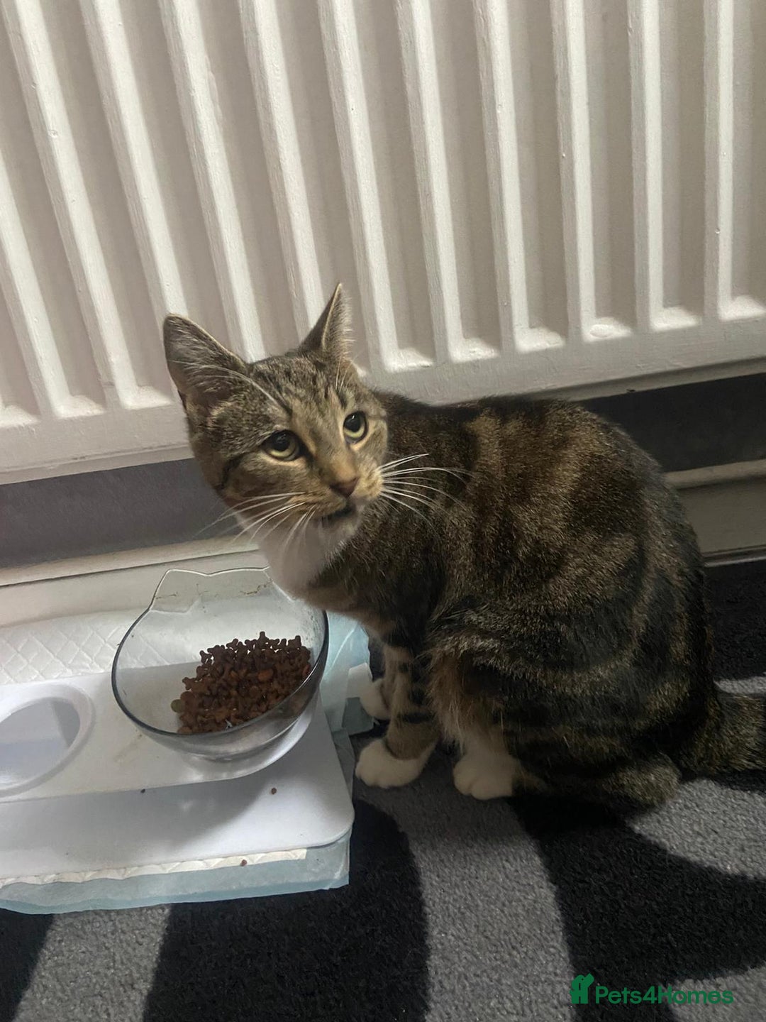 Domestic Shorthair cats for sale: 1 year old female - Image 3