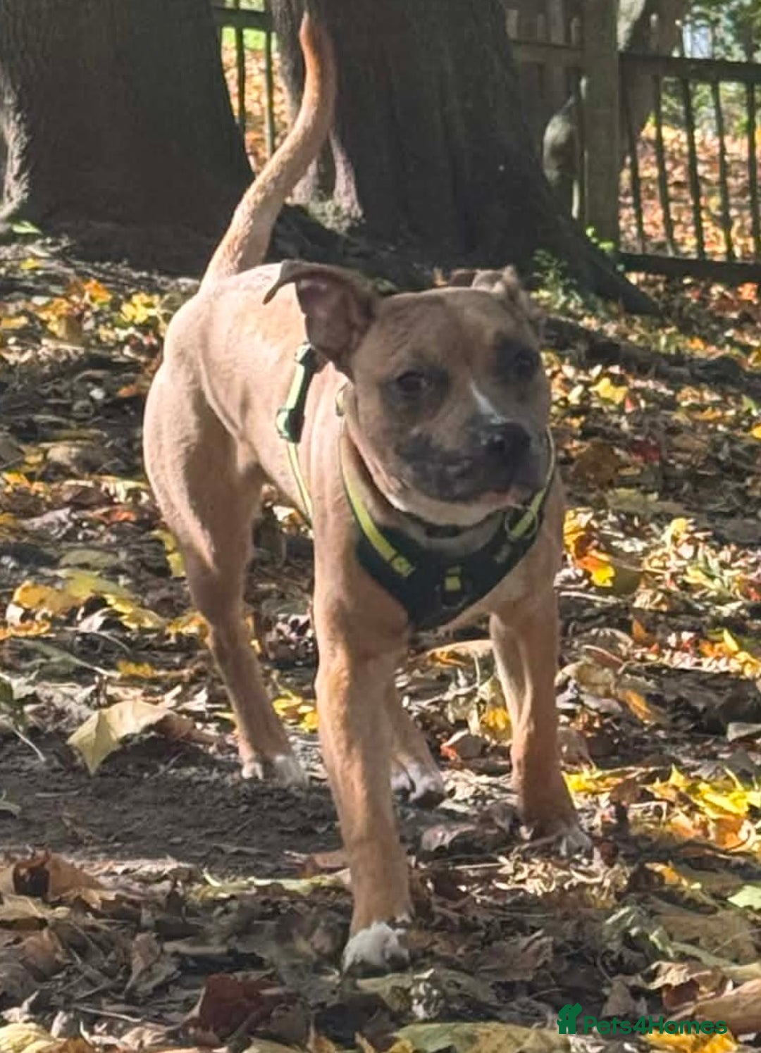 Mixed Breed dogs for sale: Belgium Malinois X Staffy  - Advert 4