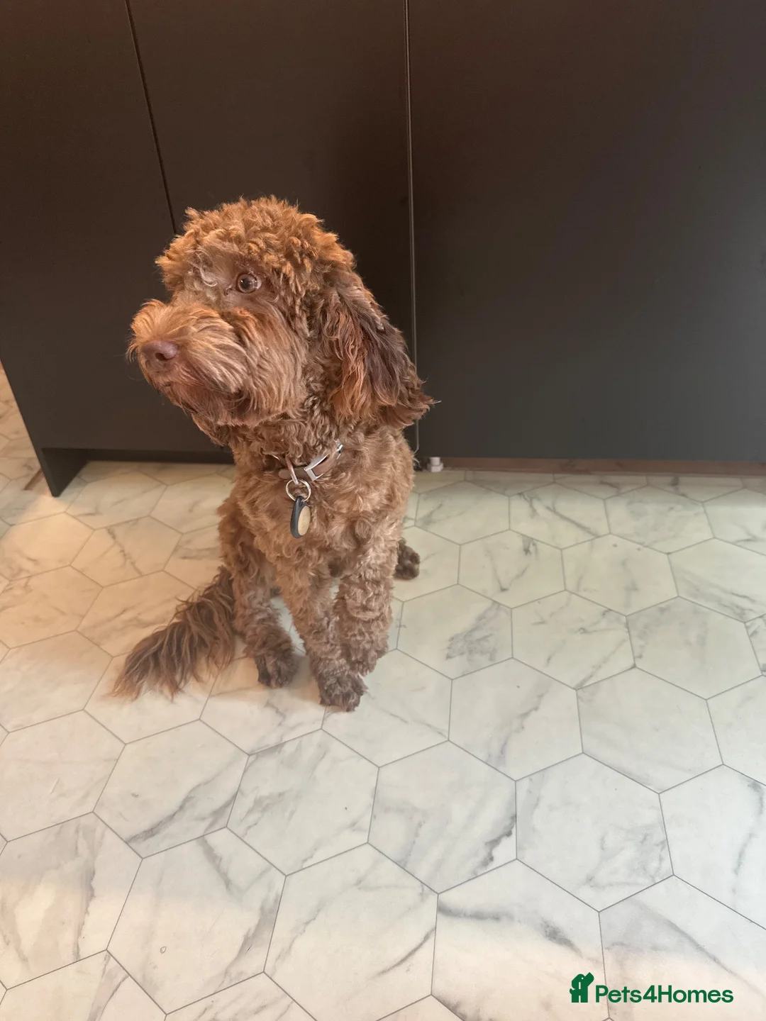 Cockapoo dogs for sale: Cockapoo girl for sale  - Advert 2