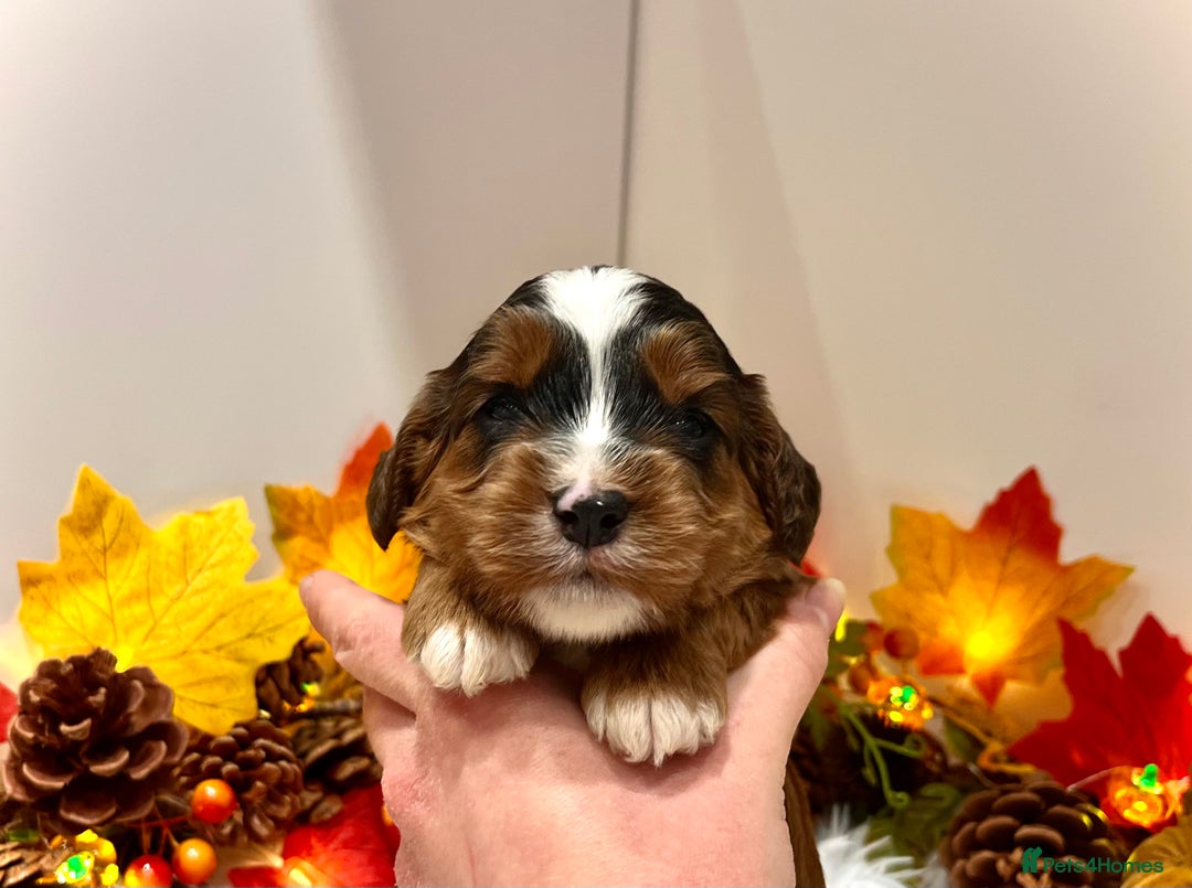 Cockapoo dogs for sale: 🌟Rare Reverse F1B Sable🌟DNA CLEAR Mini Cockapoos - Image 2
