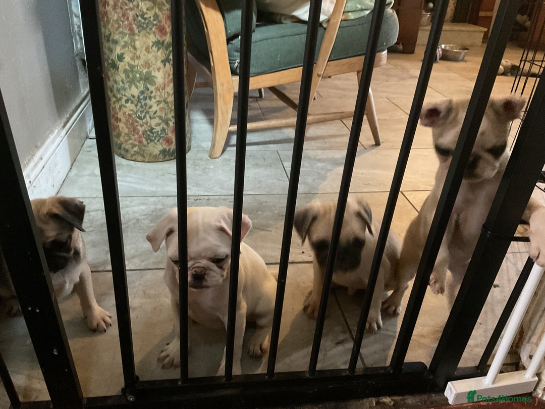 Pug dogs for sale: PUG PUPPIES - Image 8