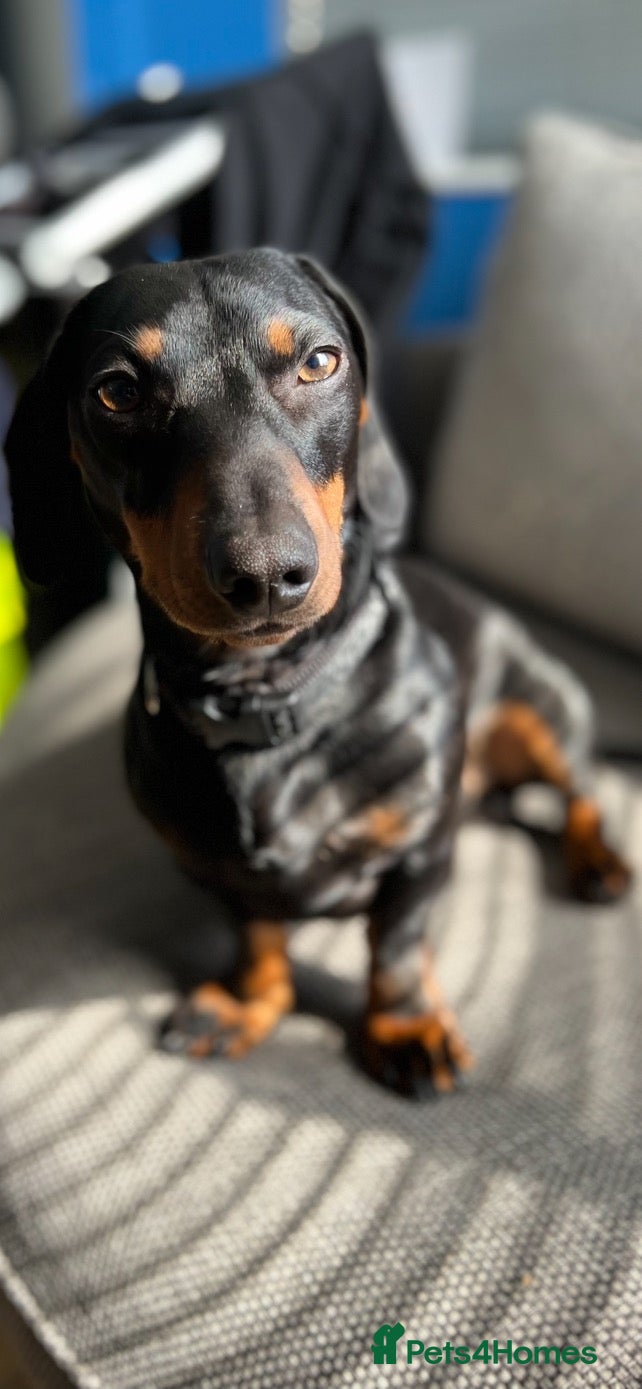 Miniature Dachshund dogs Miniature Dachshund for Stud - Black & Tan -  - Advert 4