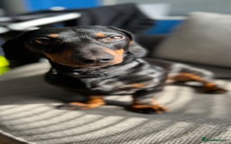 Miniature Dachshund dogs for stud: Miniature Dachshund for Stud - Black & Tan -  - Image 1