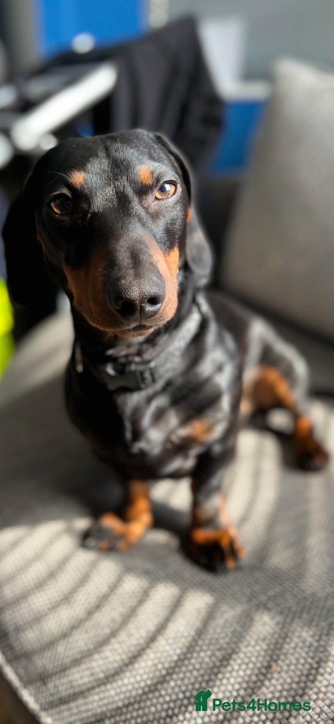 Miniature Dachshund dogs for stud: Miniature Dachshund for Stud - Black & Tan -  - Image 1