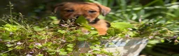 Mixed Breed dogs for sale: Exceptional Norfolk terrier x jrt pups ready now  - Advert 12