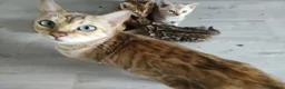 Bengal cats for sale: Bengal kitten - Advert 2