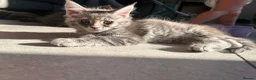 Maine Coon cats for sale: Maine Coon Kittens / Cat - Advert 7
