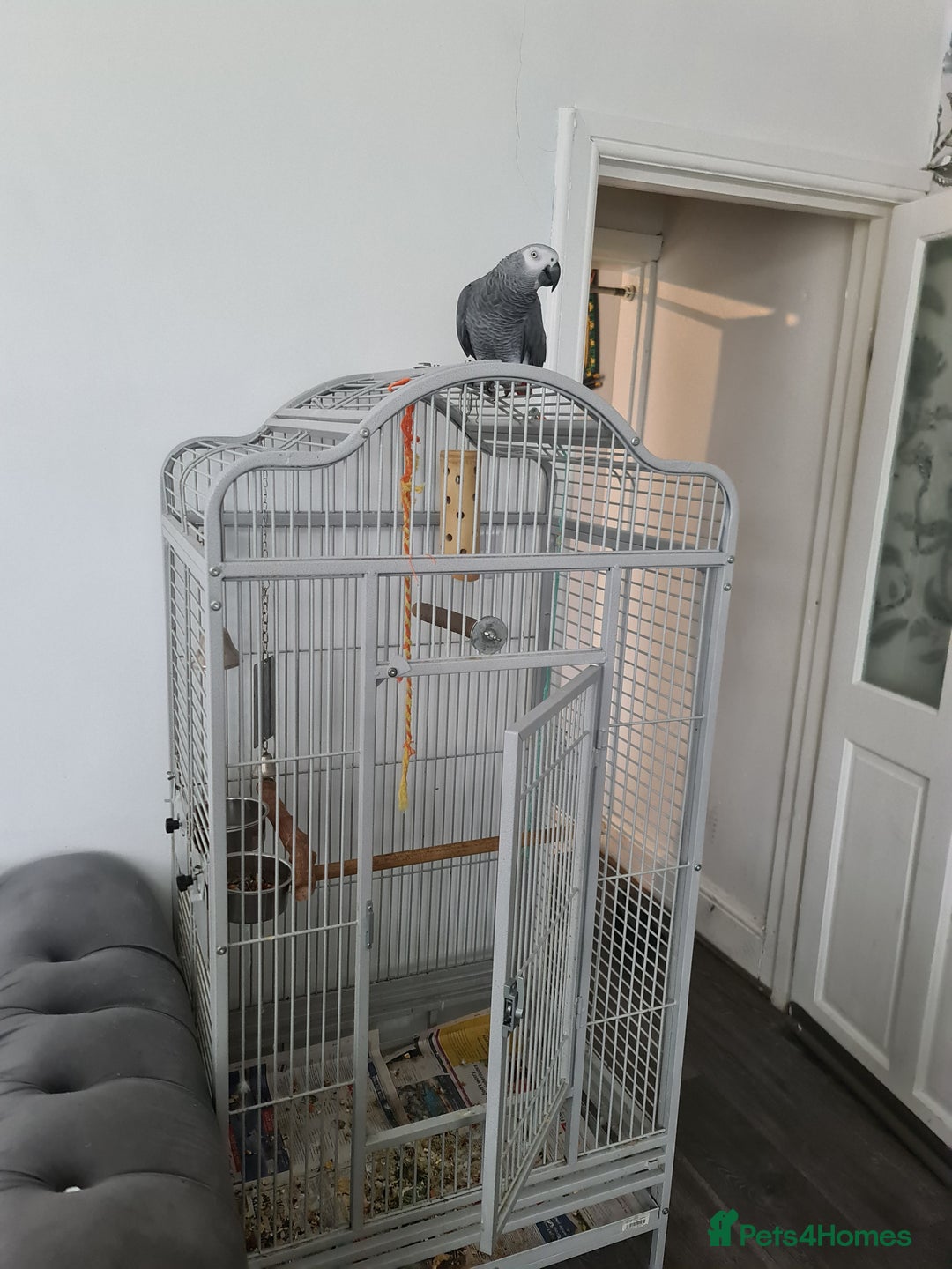 Parrots birds for sale: Male African Grey Parrot - Image 3