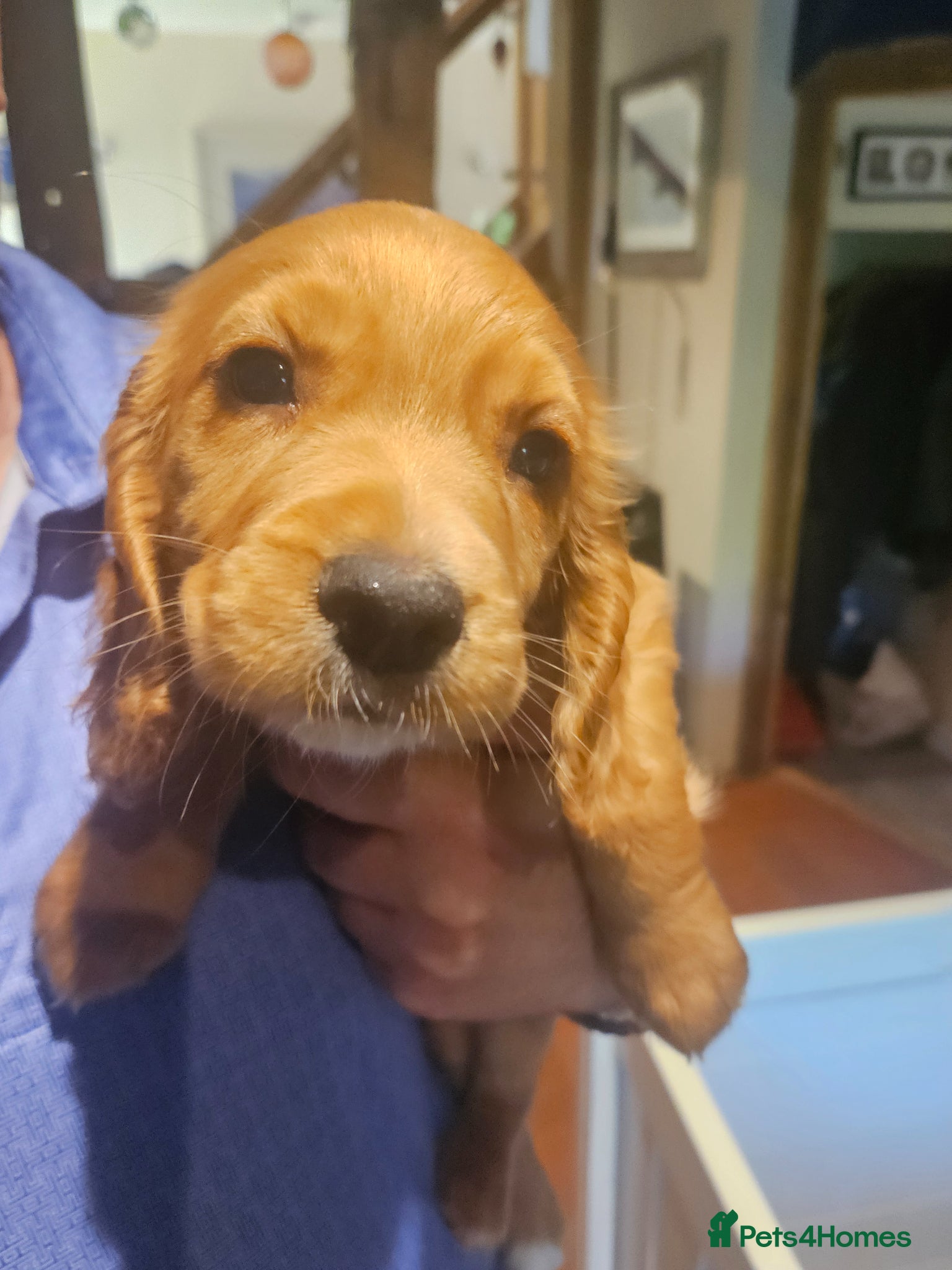Cocker Spaniel dogs Beautiful red KC registered cocker spaniels  - Advert 14