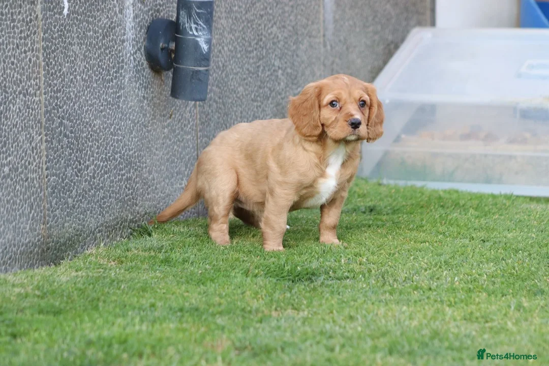 Cavapoo dogs for sale: COCKERLIERPOO puppies for sale - Advert 34