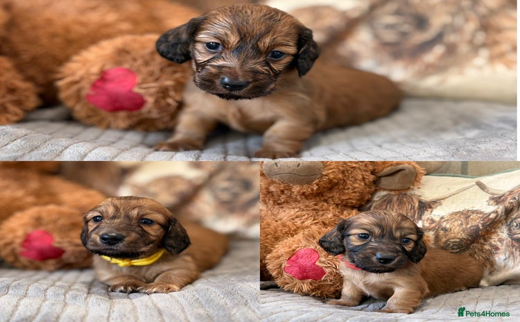 Miniature Dachshund dogs KC LONG HAIRED MINIATURE DACHSHUNDS🤍 - Advert 2