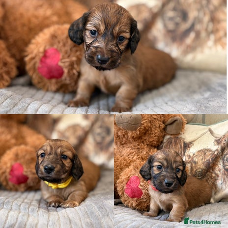 Miniature Dachshund dogs KC LONG HAIRED MINIATURE DACHSHUNDS🤍 - Advert 2