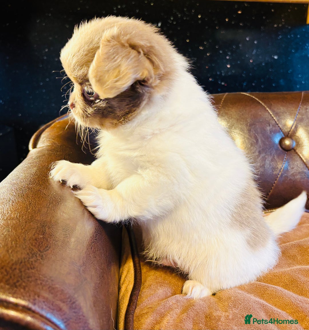 Chihuahua dogs for sale: Handsome long coat tiny chihuahua boy puppies  - Advert 5